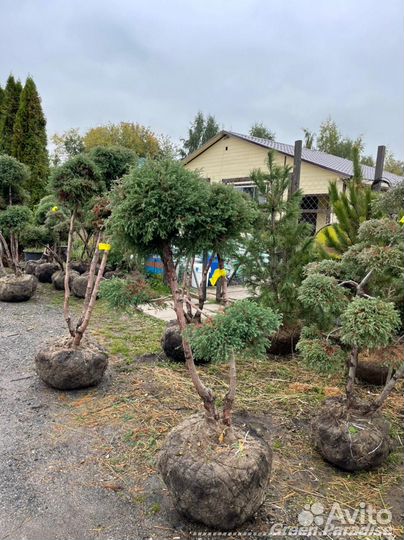 Можжевельник формированный