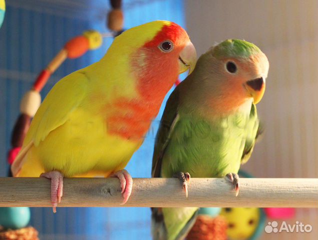 Неразлучник розовощекий птенцы