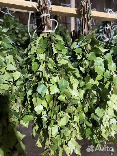 Березовые веники