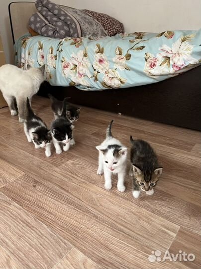 Котята в добрые руки