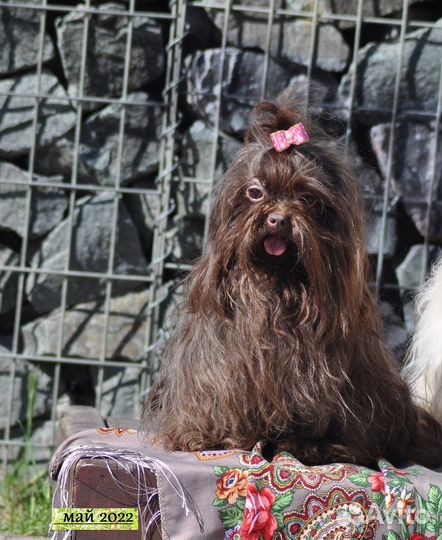 Русская цветная болонка