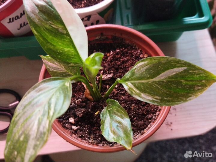 Спатифиллум вариегатный
