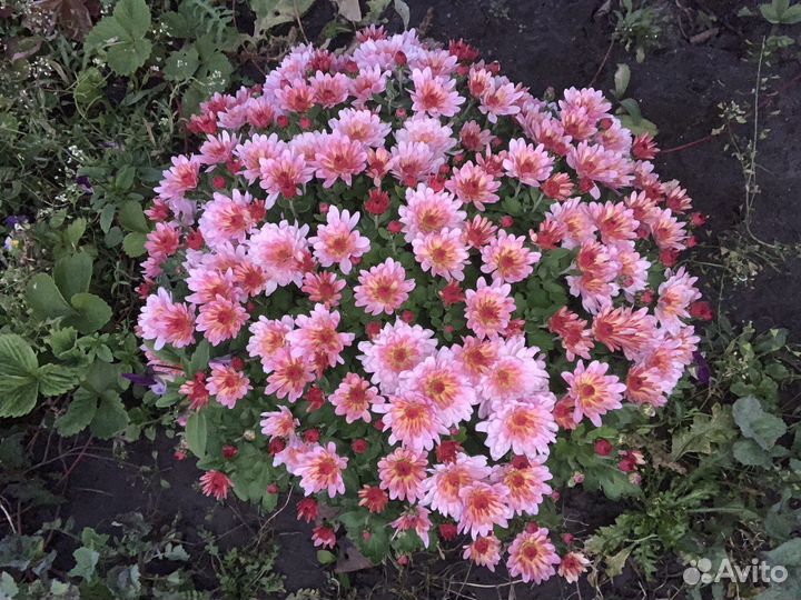 Королева осени - хризантема мультифлора