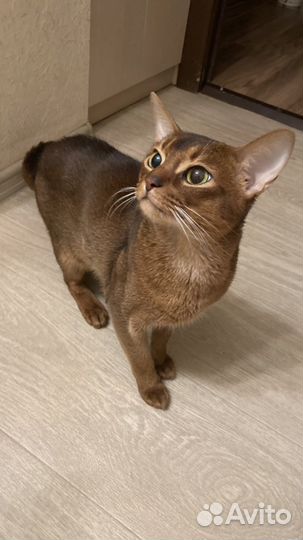 Вязка с абиссинским котом