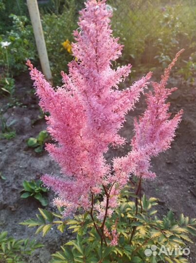 Флокс, астильба,монарда, примула,бадан,нарциссы