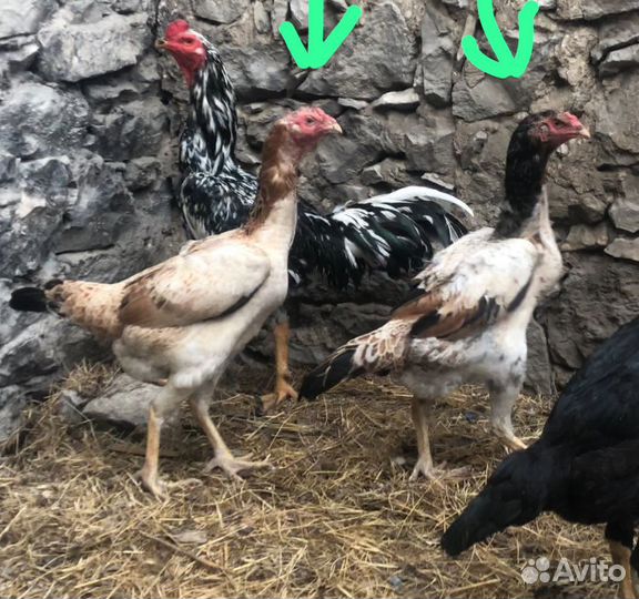Бойцовые куры