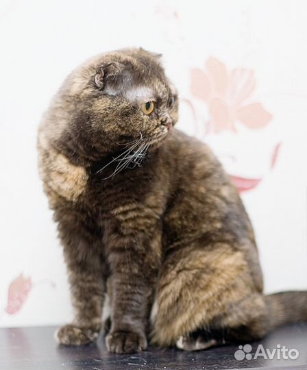 Аристократка)