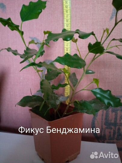 Комнатные растения