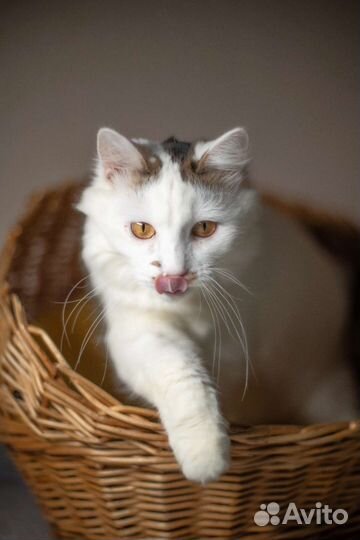 Кошечка Бланш