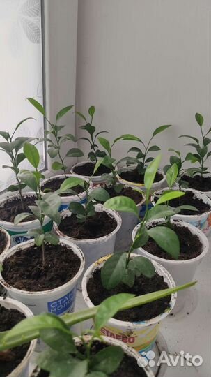 Мандариновое дерево для дома