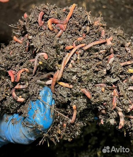 Калифорнийский червь