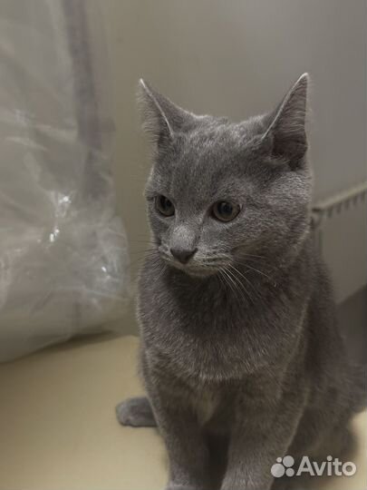 Кот в добрые руки