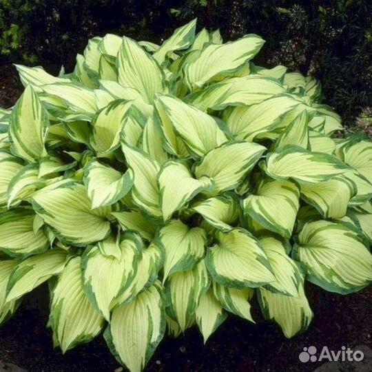 Хосты Альбопикта