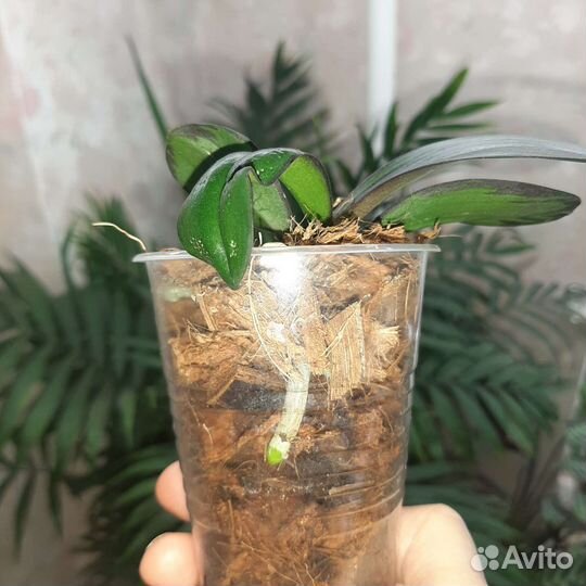 Домашние растения