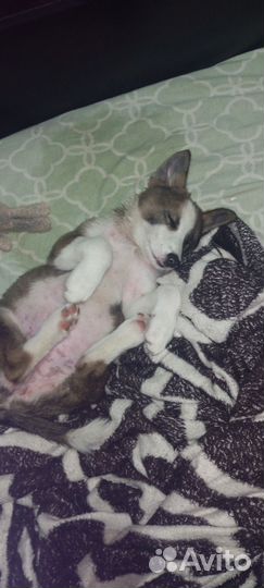 Отдам собачек, в добрые руки, бесплатно