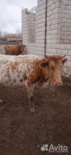 Продается скот