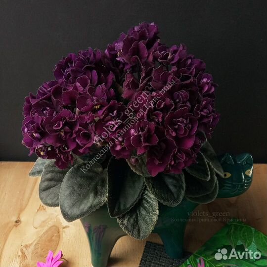 Мини фиалки и стандарты коллекционные почтой