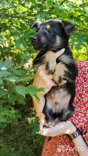 Щенок мальчик в добрые руки