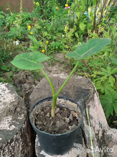 Калла белая меняюсь