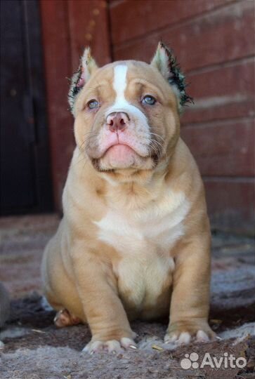 Американский булли. Девочка и два мальчика