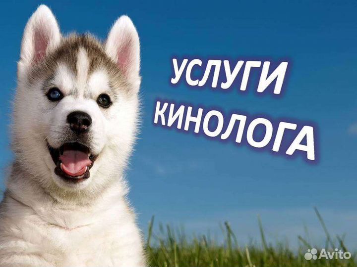 Дрессировка собак