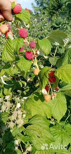 Ремонтантная малина