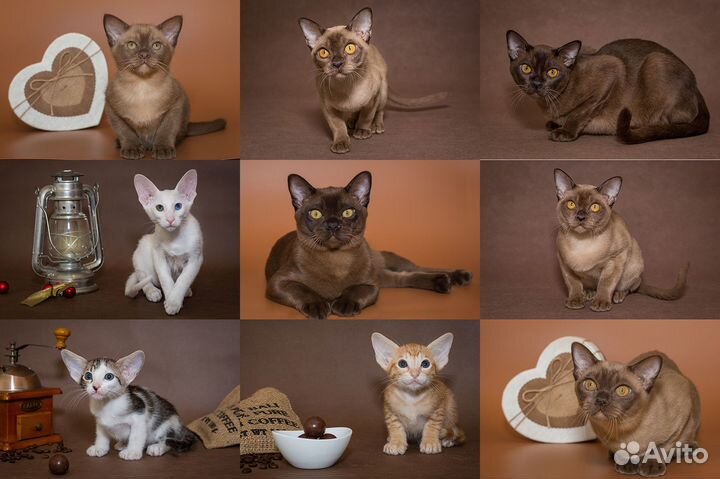 Фотосъемка животных