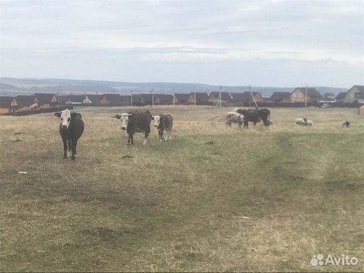 Коровы дойные молочные