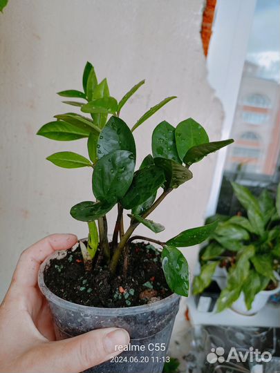 Долларовое дерево/ замиокулькас