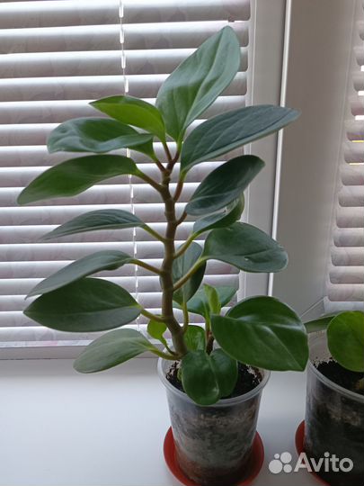 Пеперомия туполистная