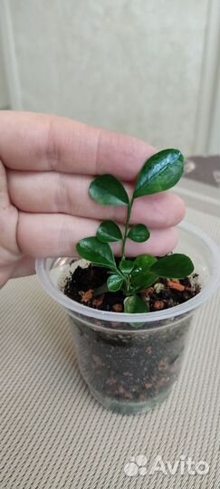 Мурайя метельчатая ароматно цветущее