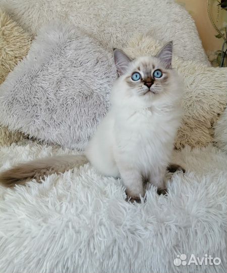Невский маскарадный кот