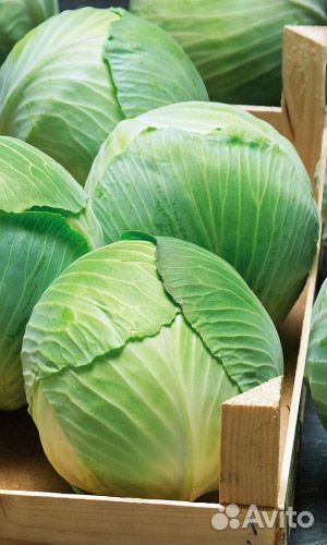 Семена Капуста белокачанная Белоснежка