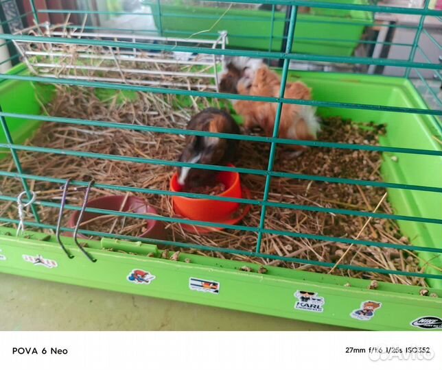 Морские свинки с клеткой