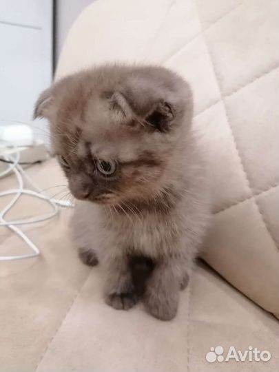 Шотландская вислоухая кошка