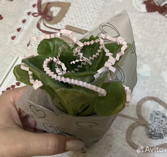 Аквамарин - сенполия (фиалочки)