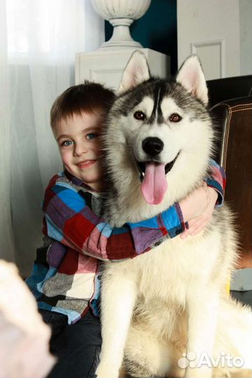 Фотосессии с сибирской хаски