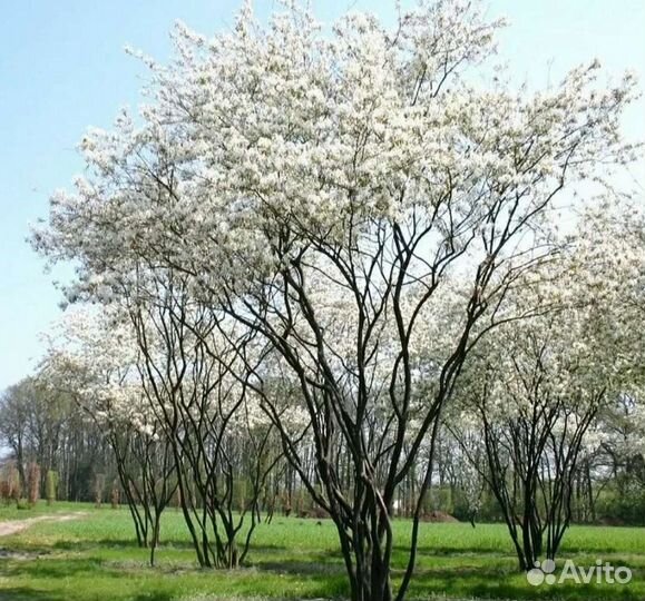 Ирга ламарка