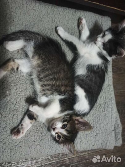 Спасённым котятам нужен дом