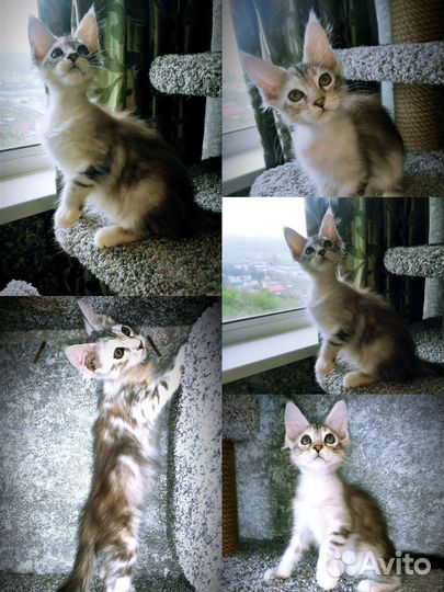 Котята мейн-кун
