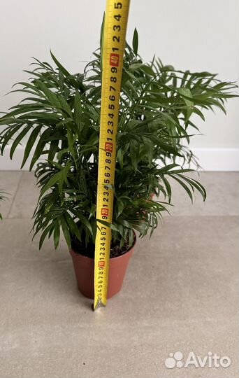 Пальма Хамедорея 45 см, комнатное растение