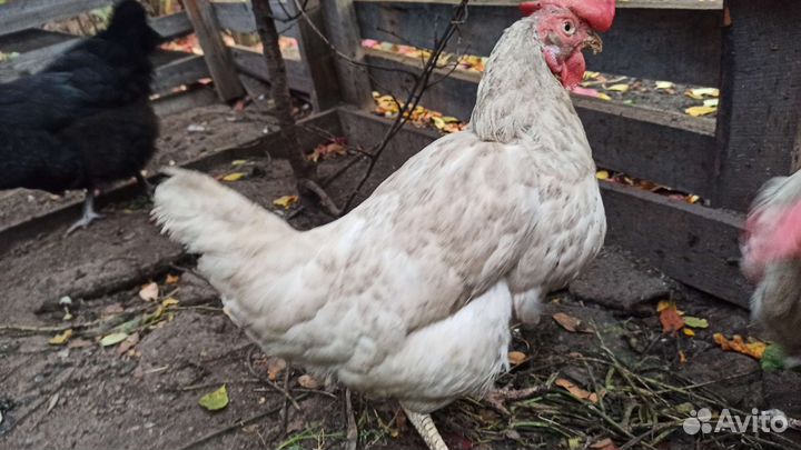 Куры несушки
