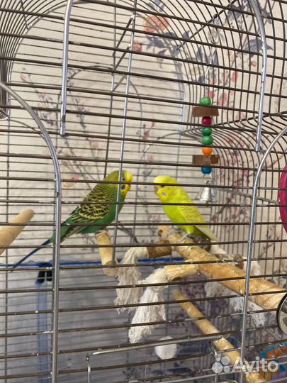 Волнистый попугай с клеткой
