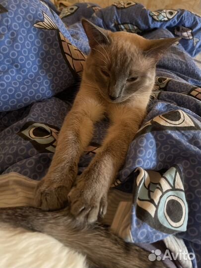 Кот тайский