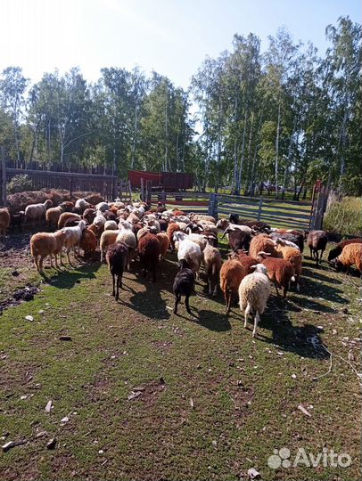 Овцы бараны