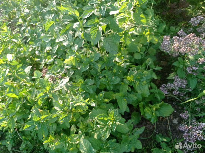 Душица, мята, мелисса