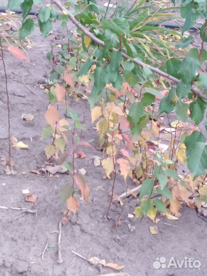 Саженцы абрикоса 3 летки