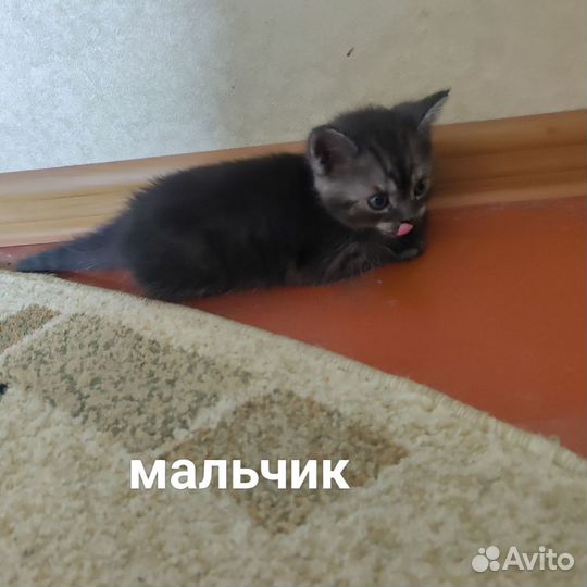 Котята