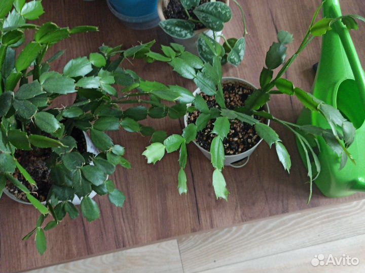 Декабрист шлюмбергера