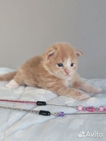 Котята Мейн-Кун чистокровные, привитые